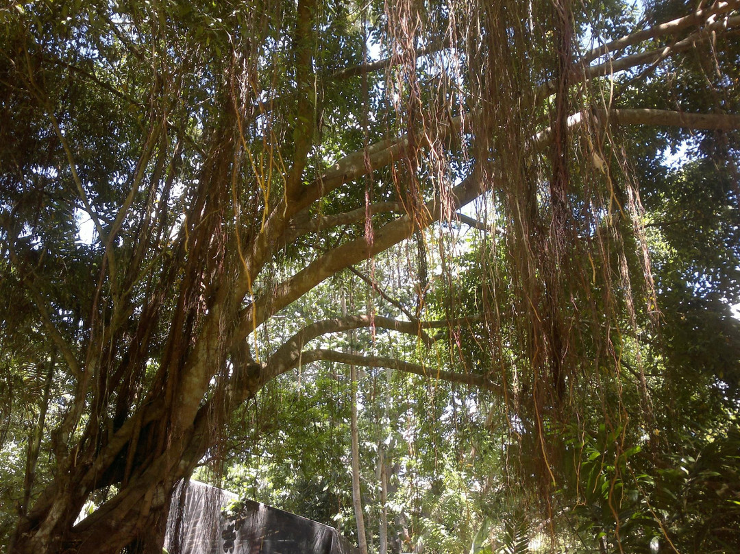 Hortus Botanicus-罗哈斯城必去景点