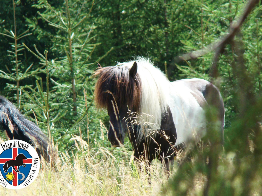 Icelandic Horses Riding Ranch景点图片