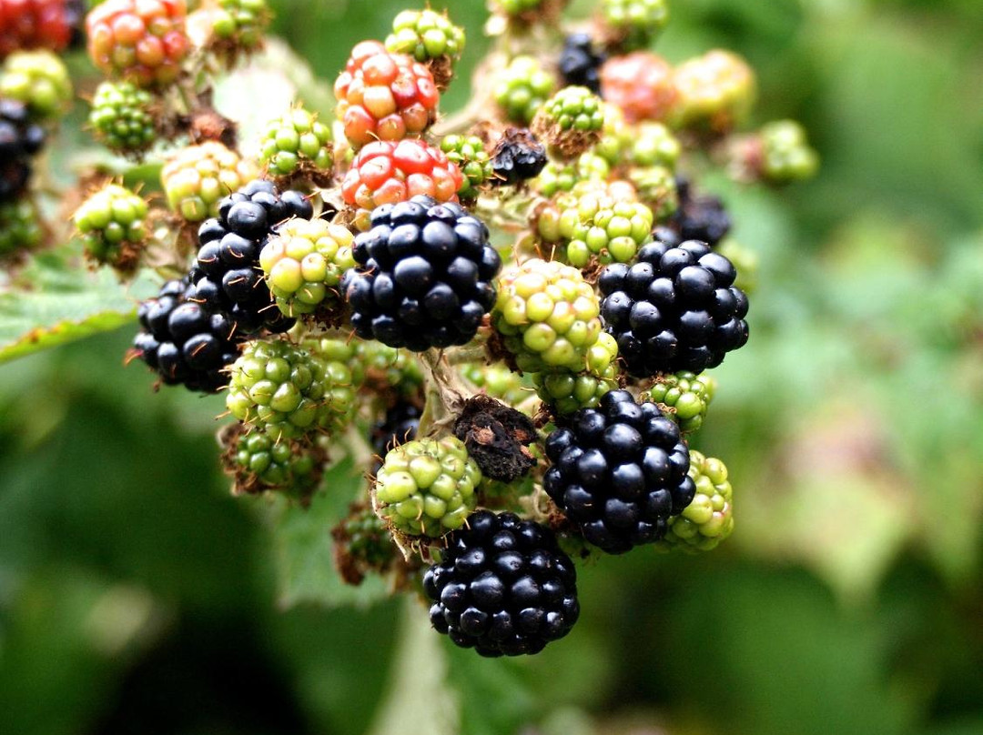 Jardin Botanico de la Universidad Austral de Chile-瓦尔迪维亚必去景点