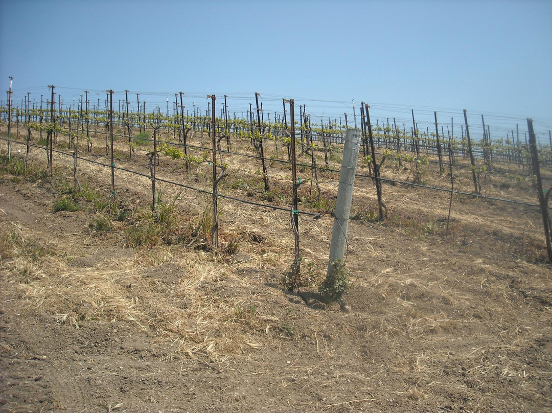 Clos Pepe Clos Pepe Vineyardsand Estate Wines-隆波克必去景点