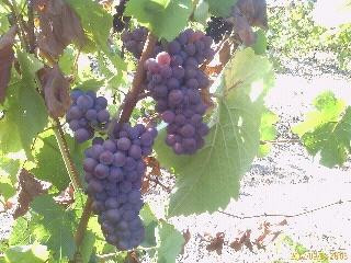 Ankeny Vineyard-塞勒姆必去景点