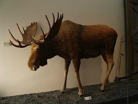 Alaska Museum of Science & Nature-安克雷奇必去景点