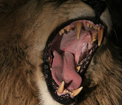 null-Klaserie Private Game Reserve