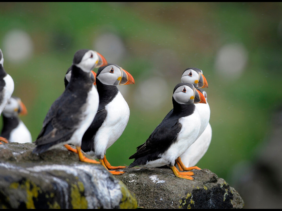 Scottish Seabird Centre-北柏威克必去景点