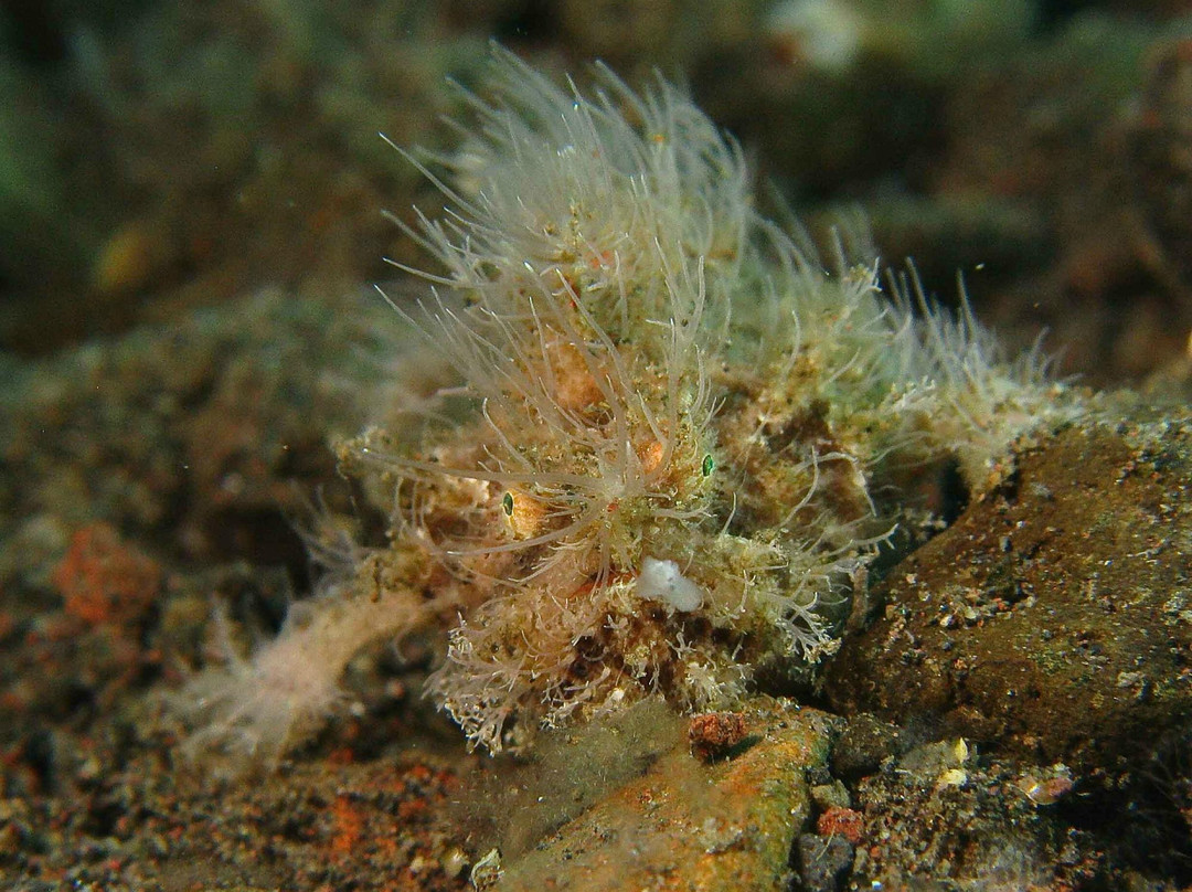 Matahari Tulamben Dive Center-图兰本必去景点