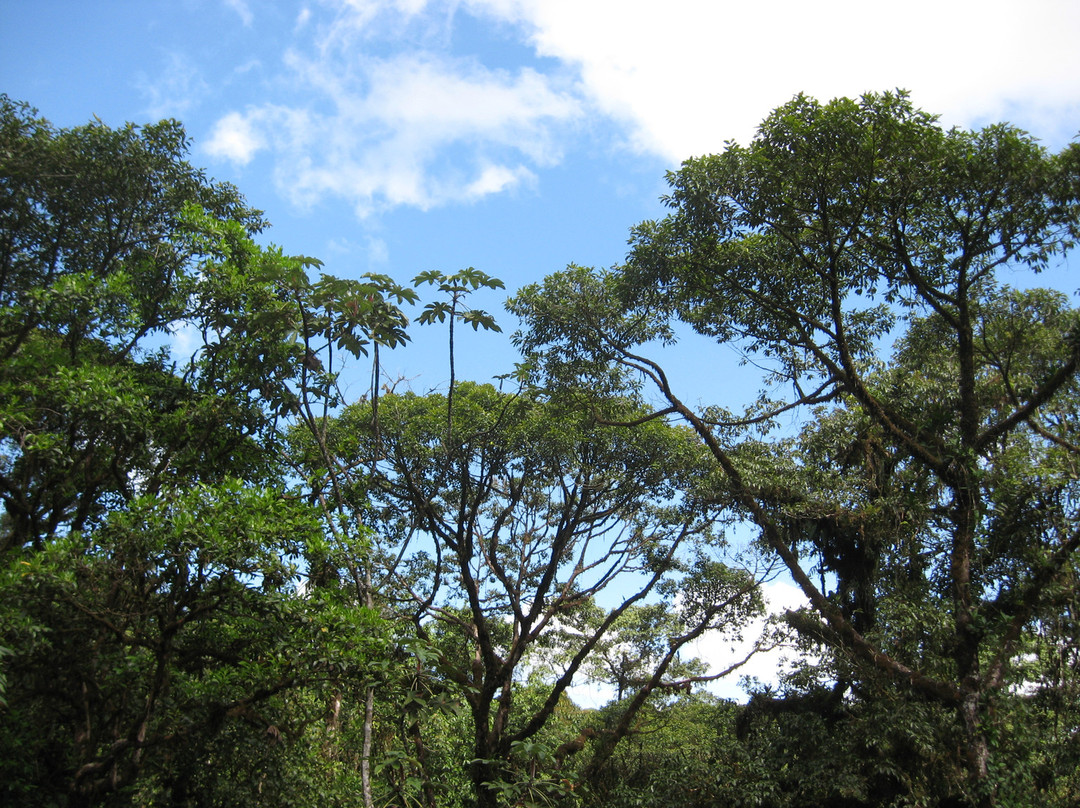 Rainforest Adventures-瓜匹来斯必去景点
