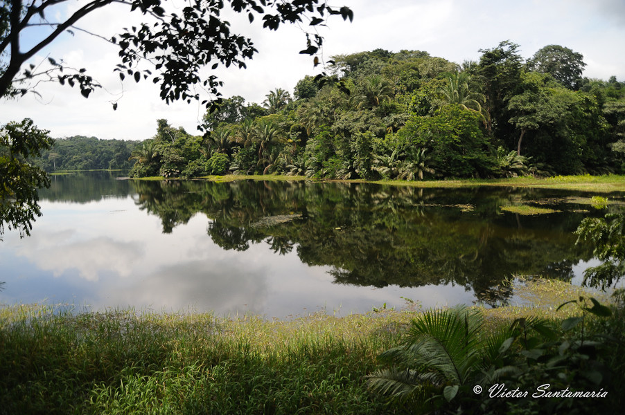 Panama Rainforest Discovery Center景点图片