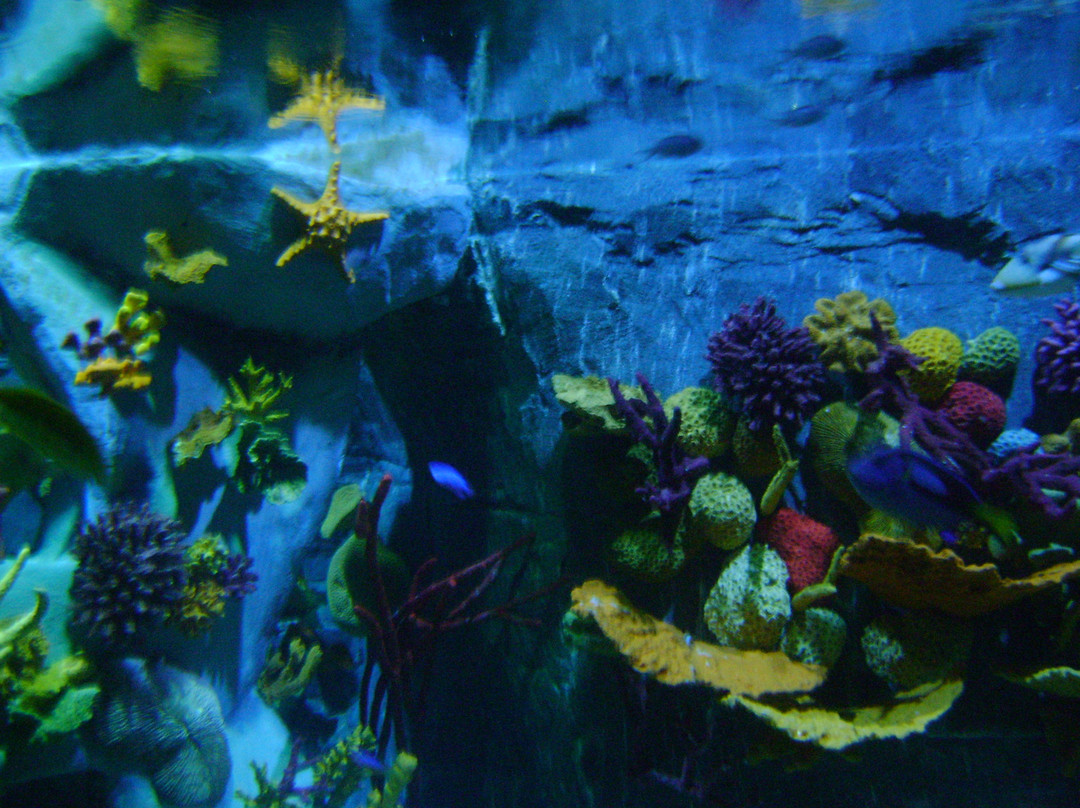 SEA LIFE Benalmadena景点图片