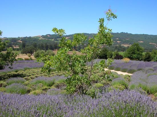 Matanzas Creek Winery景点图片