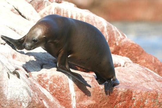 Ballestas Islands-皮斯科必去景点