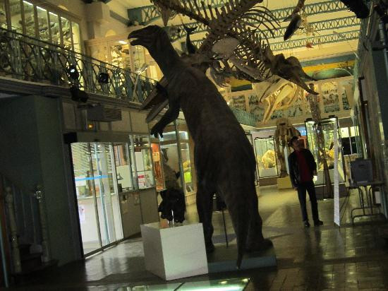 Musee d'Histoire Naturelle de Lille-里尔必去景点