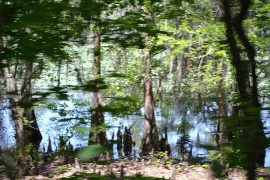 Caddo Lake State Park-Karnack必去景点
