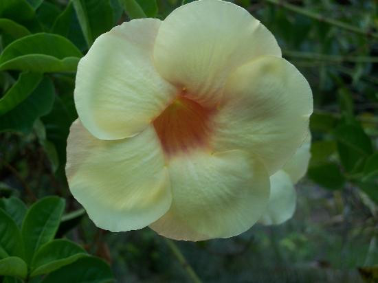 Andromeda Botanic Gardens-Bathsheba必去景点