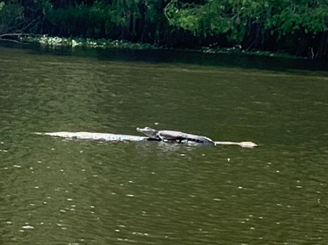 Blue Heron River Tours景点图片
