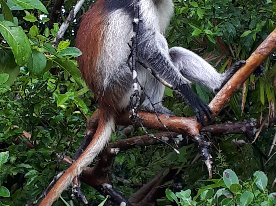Karihe Zanzibar Tours-Matemwe必去景点