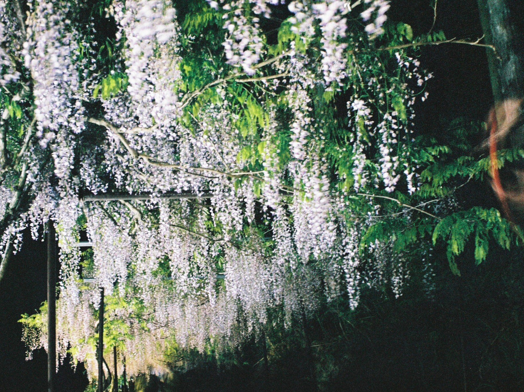 Byakkugoroji Temple-丹波市必去景点