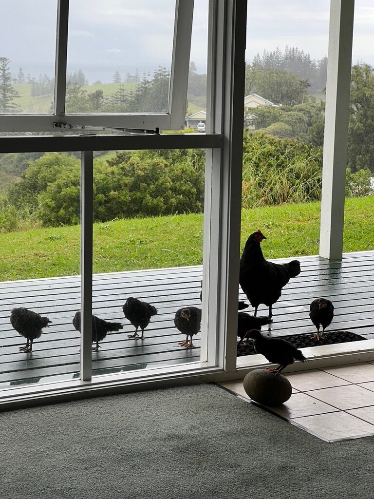 Seaview Norfolk Island-客卧