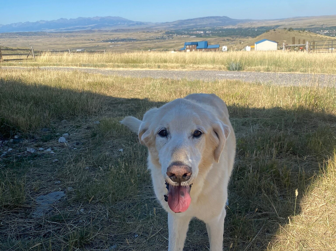 Alpine Vista Suri Alpacas-利文斯顿必去景点