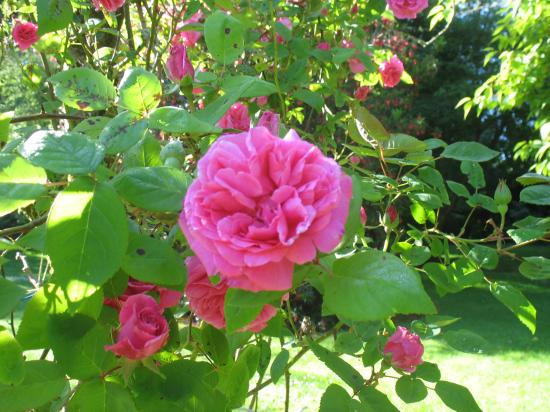 The Gables Blarney-酒店景观