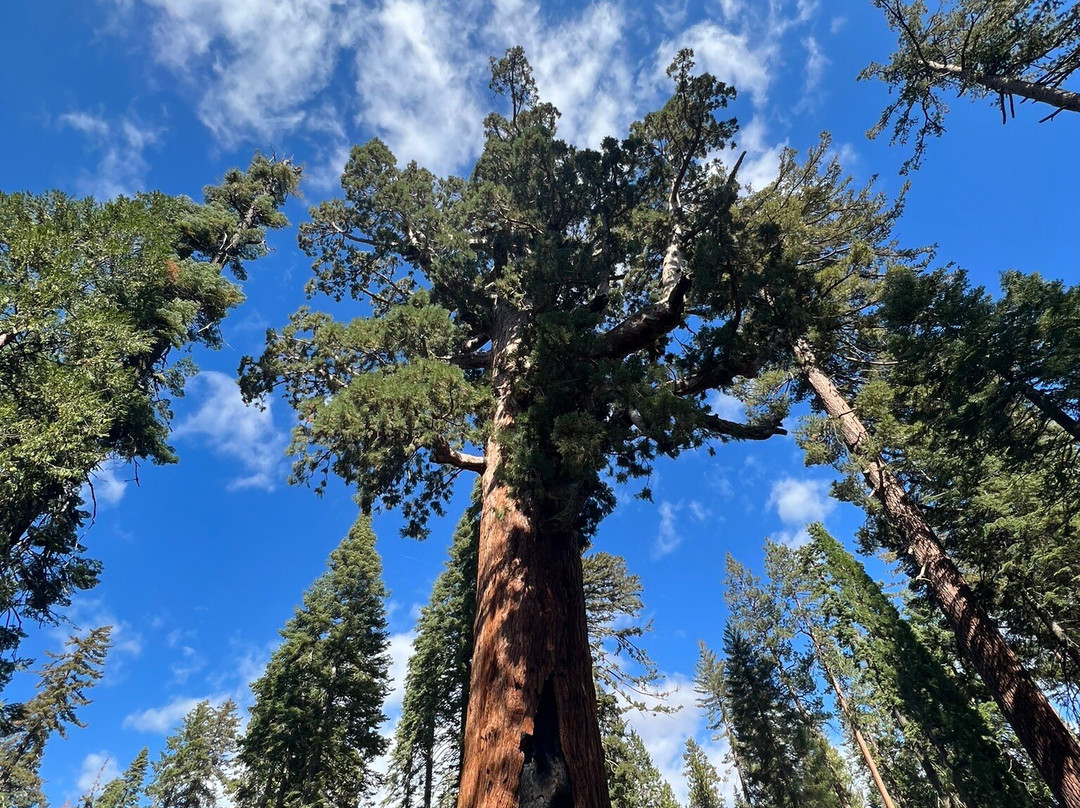 Grizzly Giant Tree-优胜美地国家公园必去景点