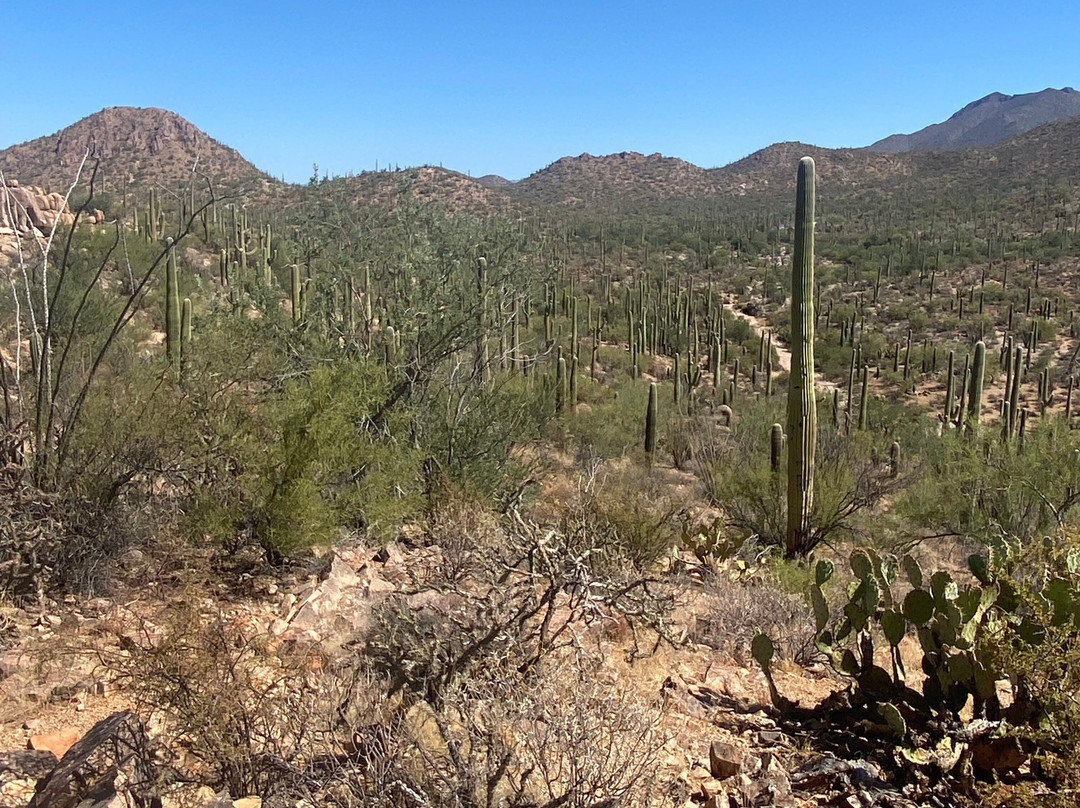 Mount Safford Ladybug Peak Trail-Safford必去景点