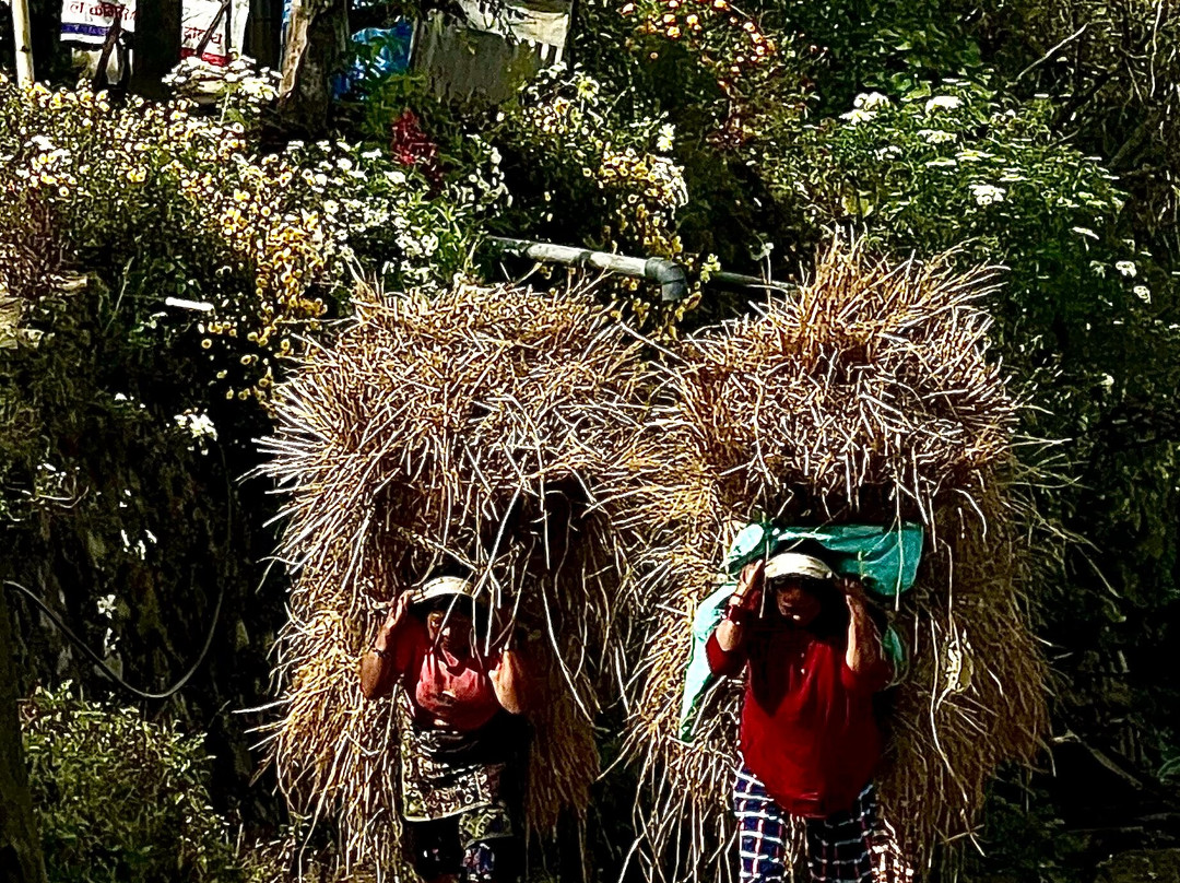 Nagarkot Buddha Peace Park Hiking Trail-纳加阔特必去景点
