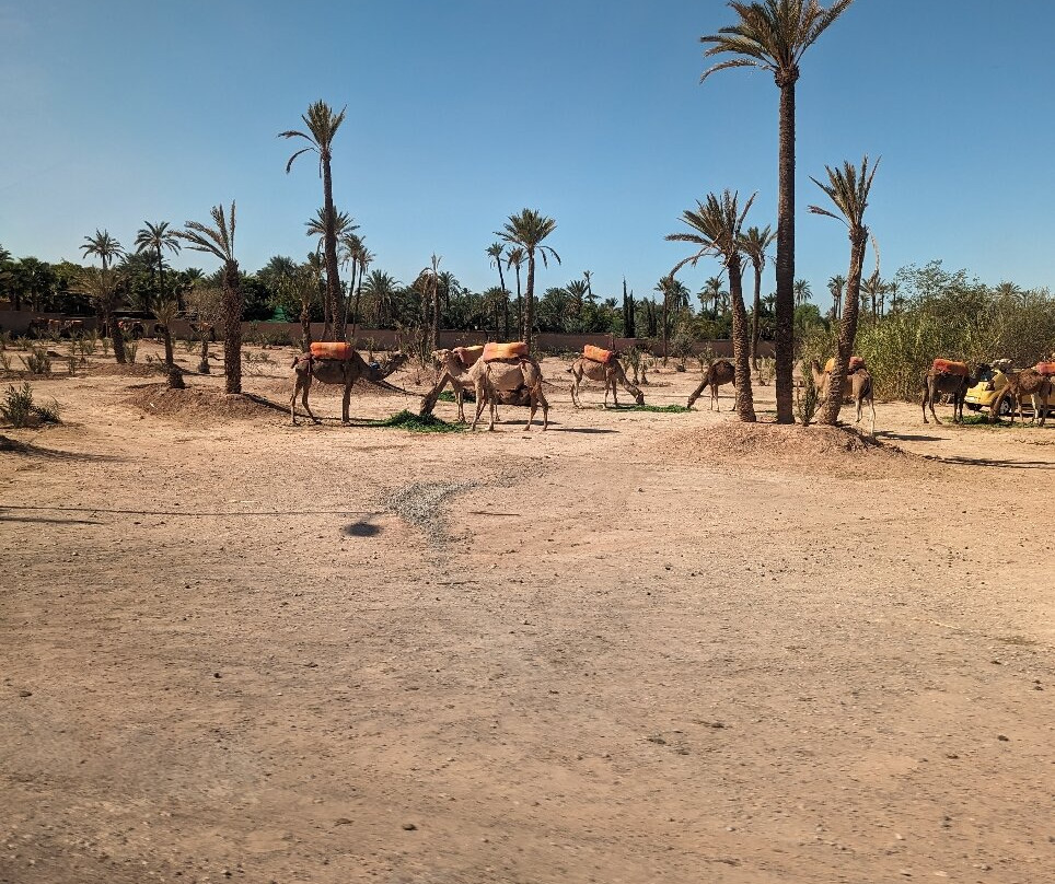 experienceamazingmorocco-马拉喀什必去景点