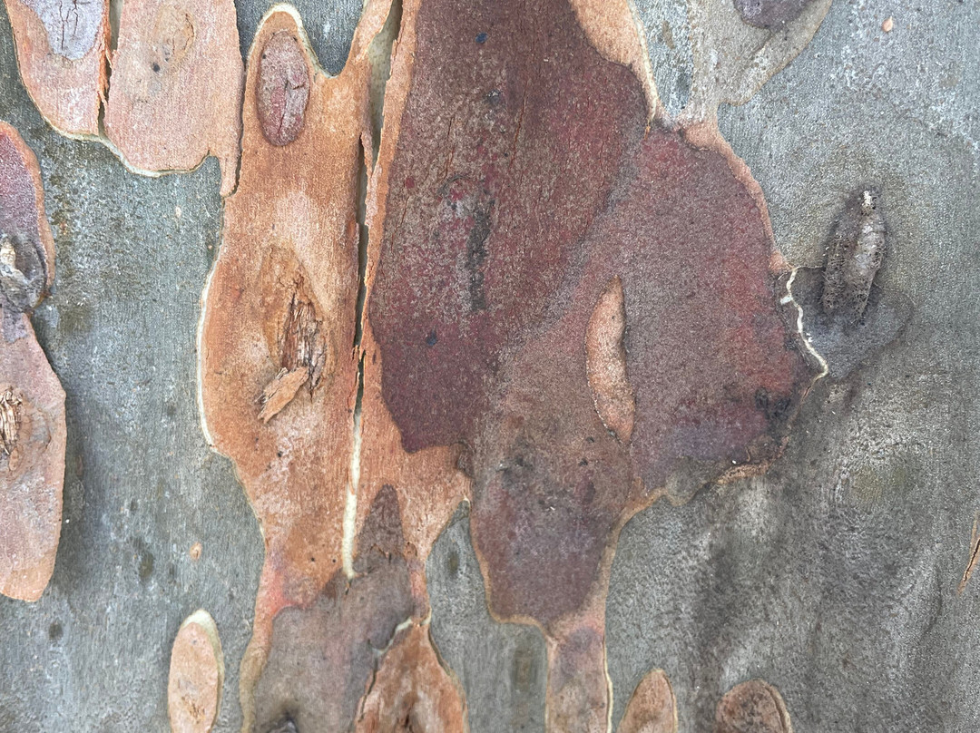 Memorial Park Longwarry-Longwarry必去景点