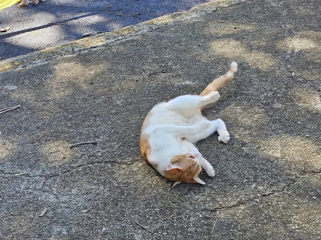 Save A Gato-圣胡安必去景点