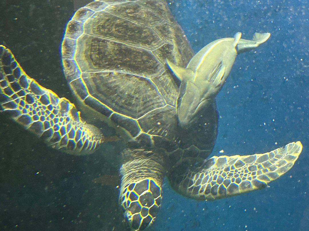 Tsuruoka City Kamo Aquarium景点图片