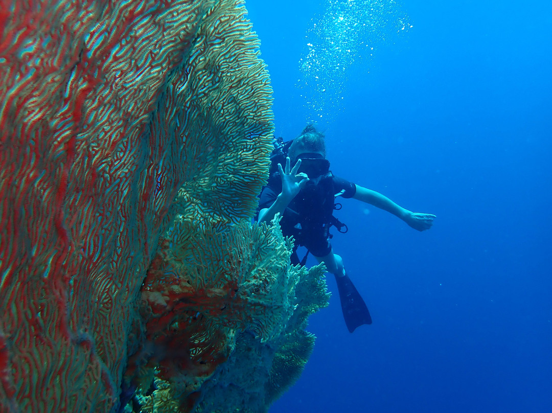 Snorkeling Menjangan Island景点图片