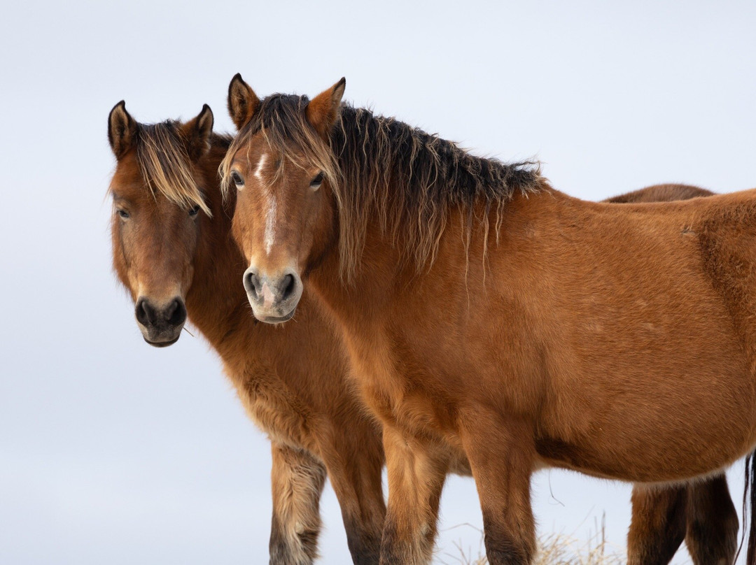 Kattuk Expeditions-哈利法克斯必去景点