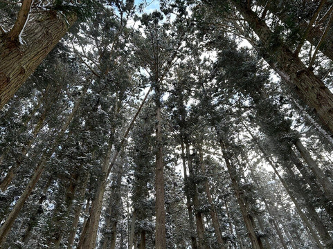 Snow Monkey Resorts-长野县必去景点