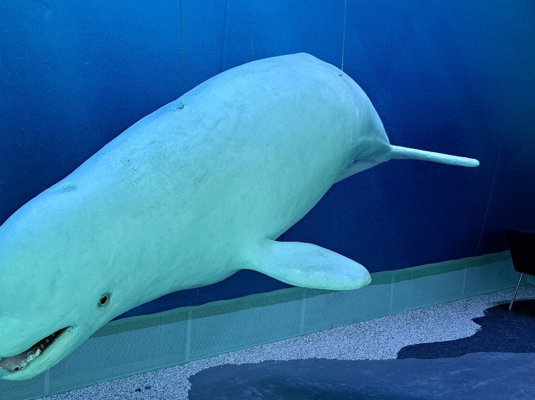 冰岛之鲸-雷克雅未克必去景点