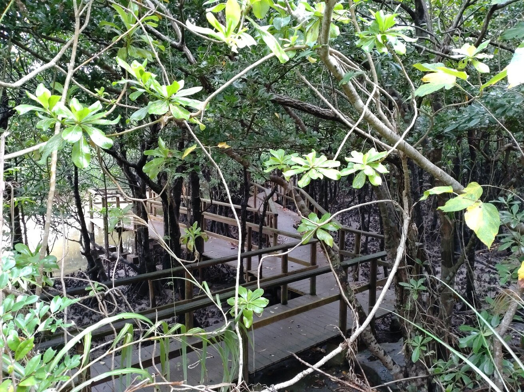 西表岛景点图片