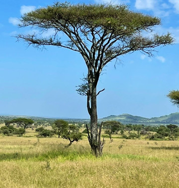 Kenya & Tanzania Safari-Usa River必去景点