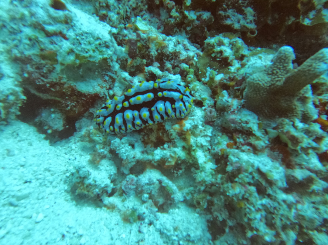 Tarzan-Diving-Gam Island必去景点