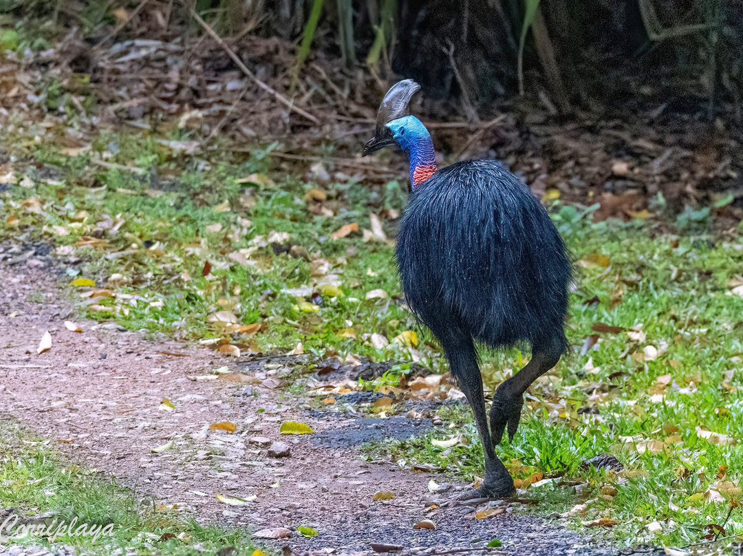 Fine Feather Tours-Mossman必去景点