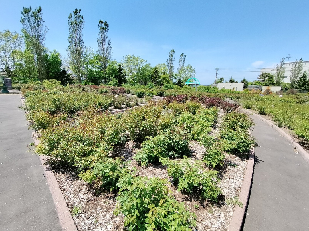 Haboro Rose Garden-羽幌町必去景点