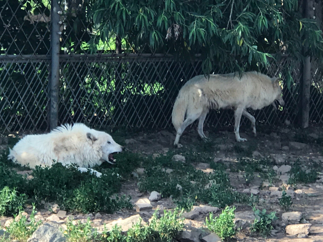 Gosudarstvennyy Zoologicheskiy Park Udmurtii-伊热夫斯克必去景点
