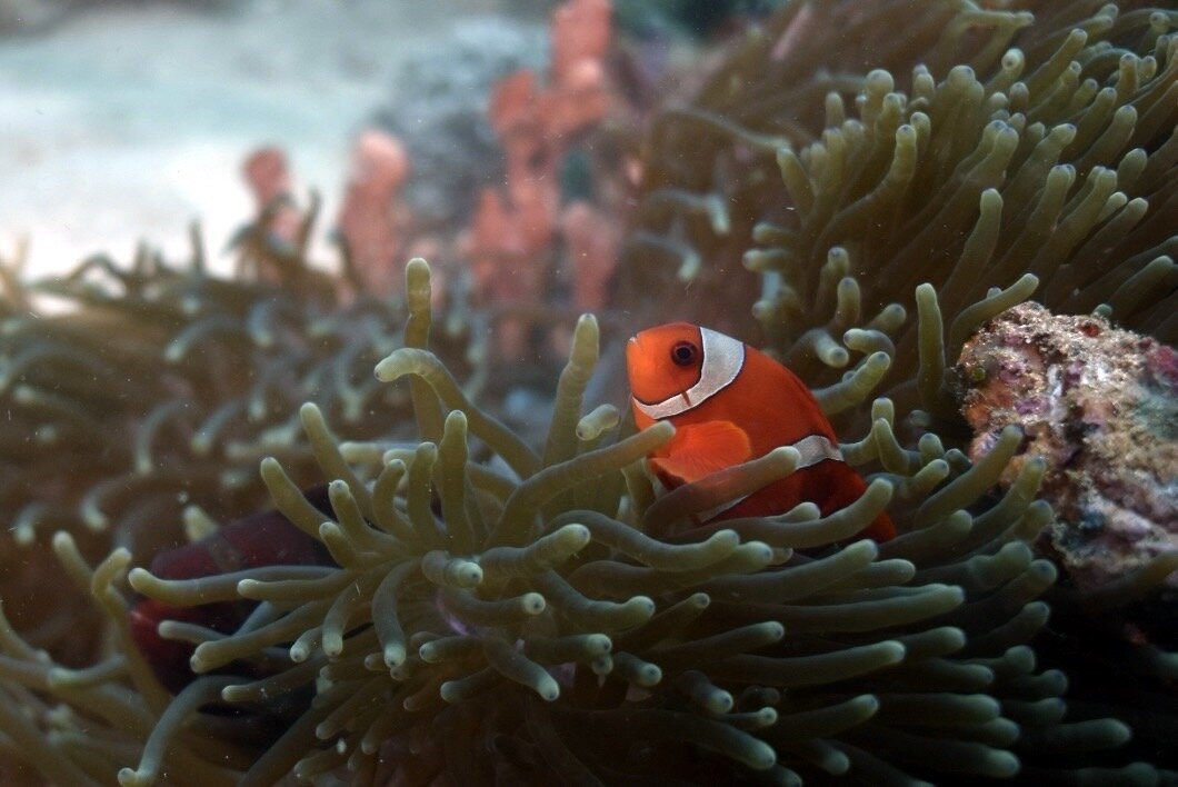 Siladen Resort & Spa Diving Center-Siladen Island必去景点