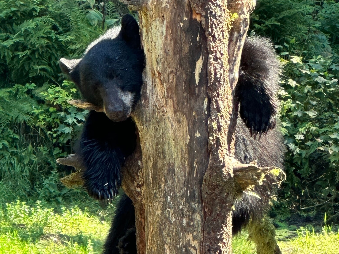 Muddy Water Adventures-Wrangell必去景点