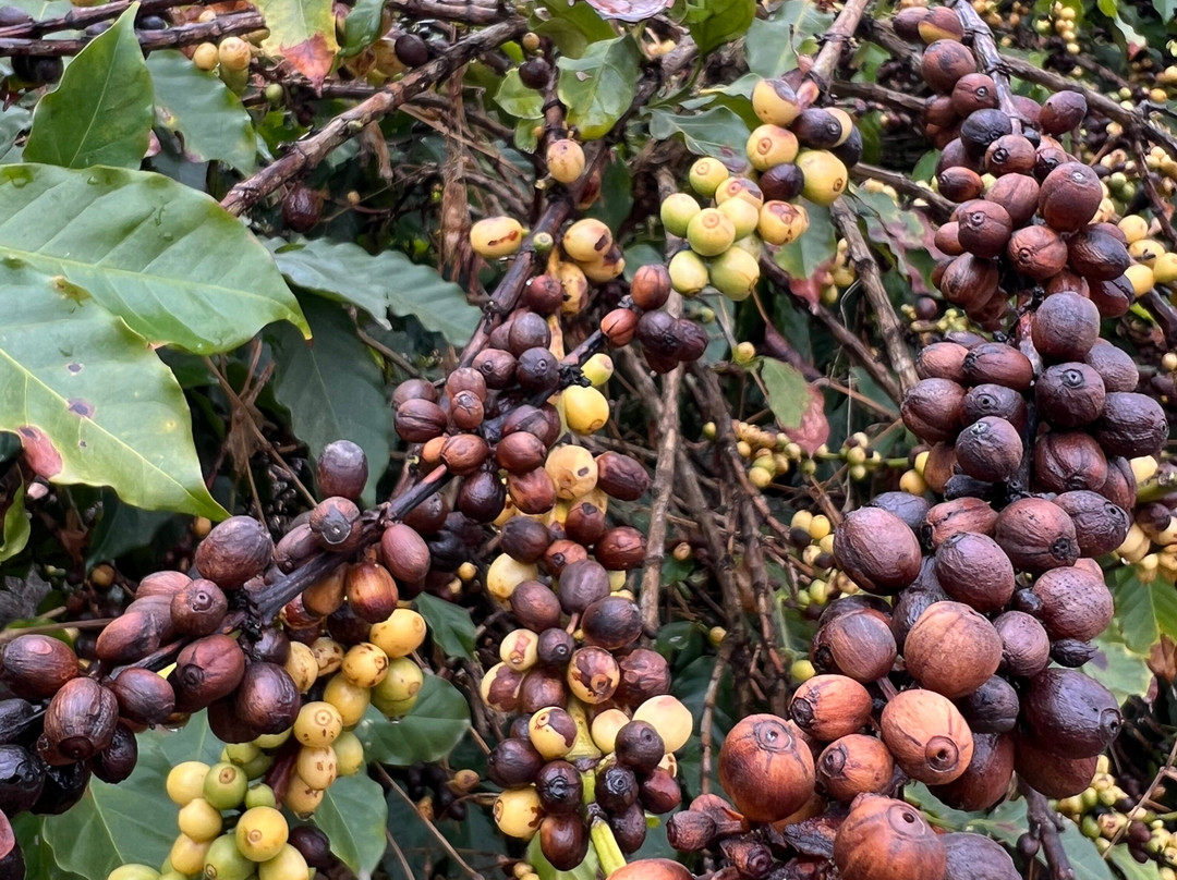 Pegue sua Mochila-圣保罗必去景点