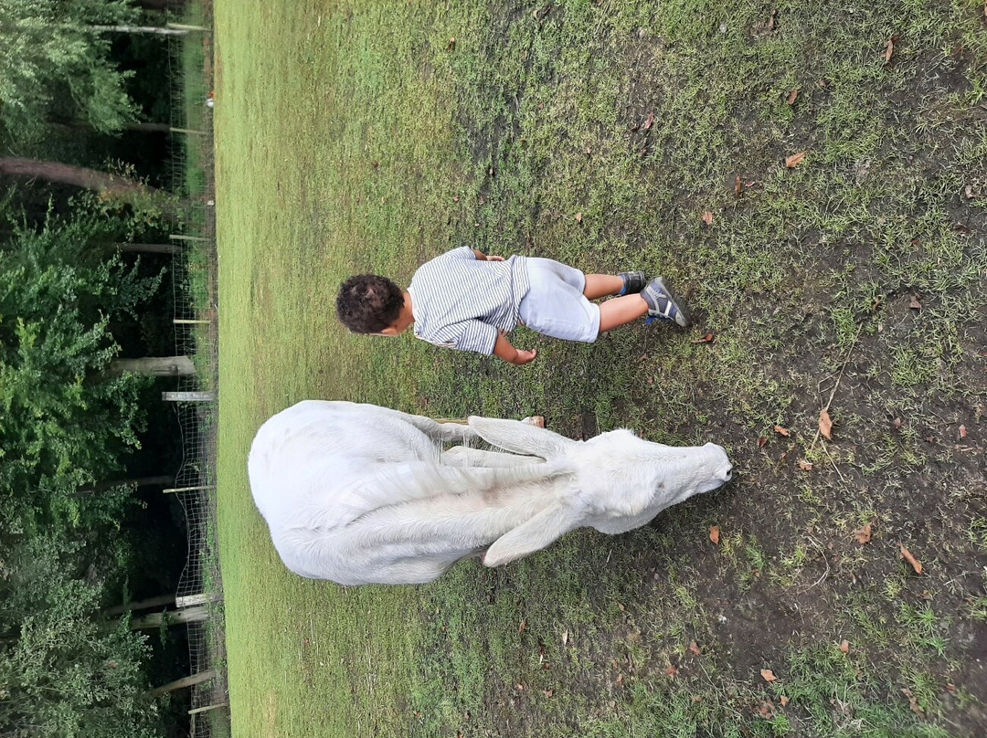 Kinderboerderij Mikerf-布拉斯哈特必去景点