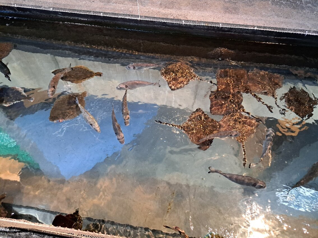 Mareis景点图片