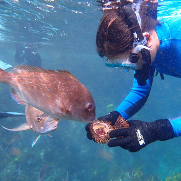 Bay of islands Snorkelling Ltd-派希亚必去景点
