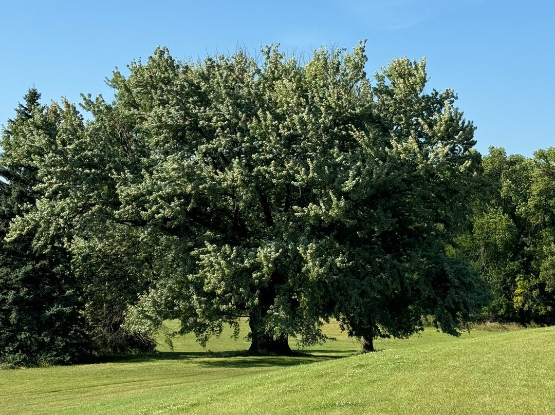 Bluestem Amphitheater景点图片