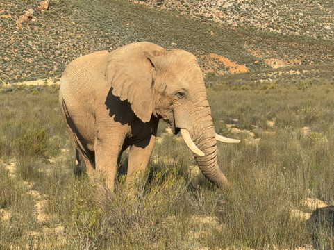 Born in Africa Tours-开普敦必去景点