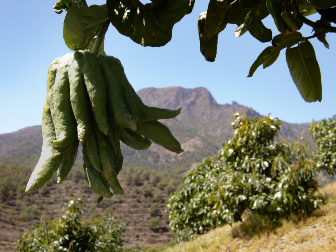 Finca Solmark景点图片