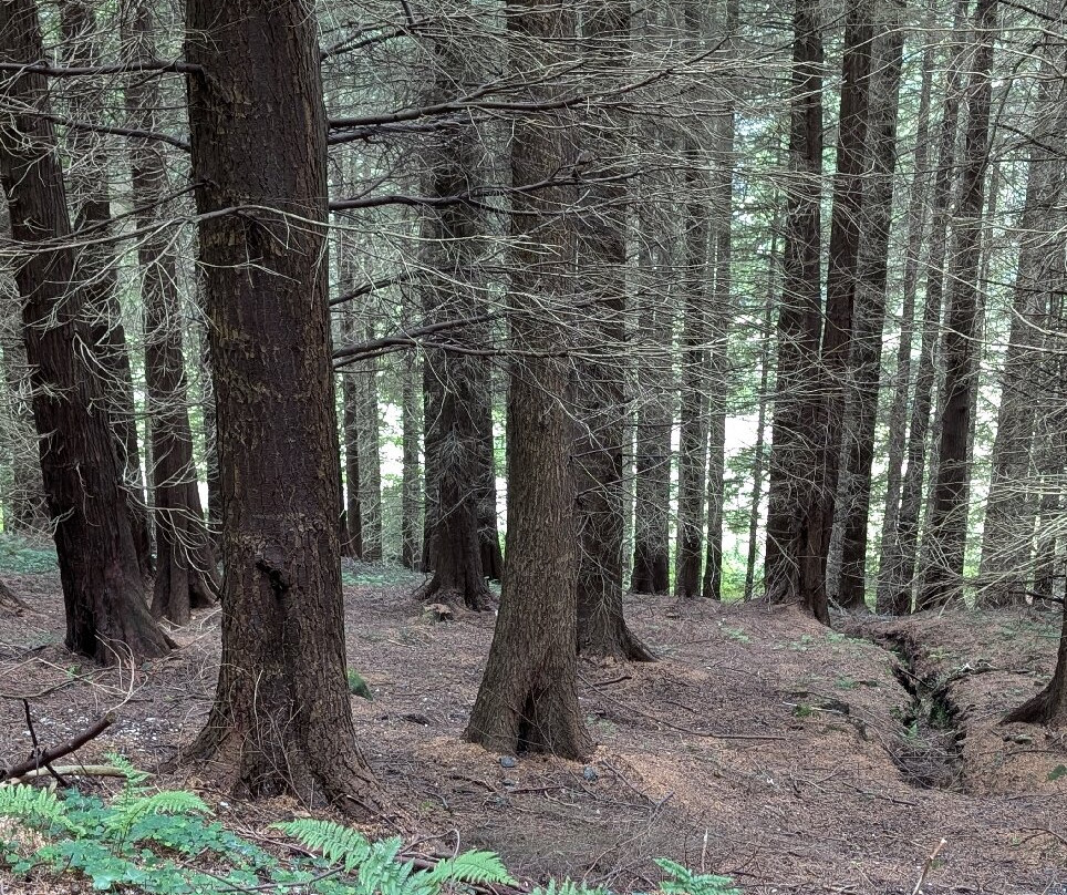 Glenarm forest-Glenarm必去景点